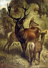 Common Stag or Red Deer, Europe, Chromolithograph, 1898