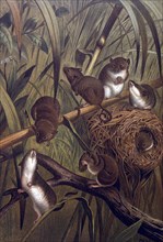 Harvest Mice, 1898