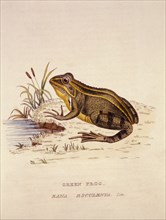 Green Frog, Rana Esculenta, Hand Colored Engraving, 1830