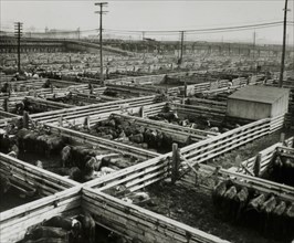 Stockyards, Chicago, Illinois, USA, 1944