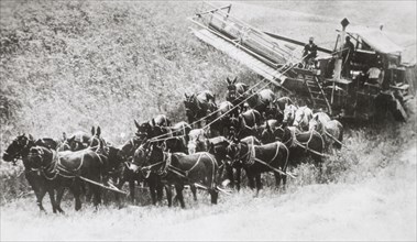 24-Horse Team and Combine on Farm, Washington, USA, 1930