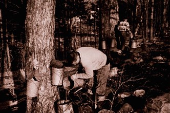 Two Men Tapping Maple Sugar Trees, Connecticut, USA, 1965