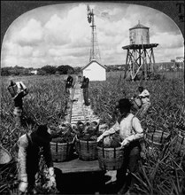 Workers Harvesting Pineapples, Florida, Single Image of Stereo Card, circa 1900