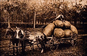 Horse-Drawn Wagon With Oversized Potatoes, 1908