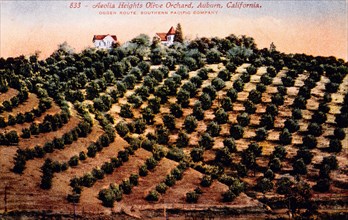 Olive Orchard, Auburn, California, USA, Hand-Colored Photograph, circa 1911