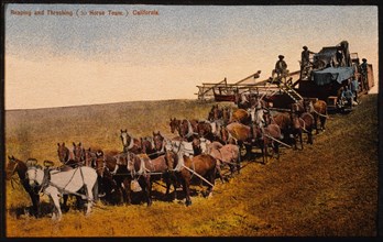 Reaping and Threshing, 30-Horse Team in Field, California, USA, circa 1911