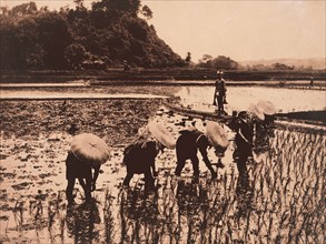 Japanese Workers Transplanting Rice, Japan, circa 1910