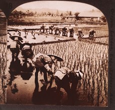 Workers Planting Rice, Japan, Single Image of Stereo Card, circa 1905