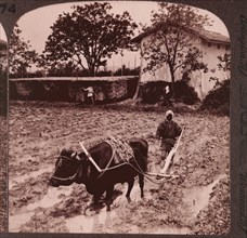 Worker Plowing Rice Paddy with Water Buffalo, Near Kyoto, Japan, Single Image of Stereo Card, circa 1904