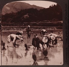 Workers Transplanting Rice Shoots, Japan, Single Image of Stereo Card, circa 1904
