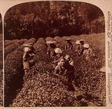 Workers Picking Tea Leaves, Japan, Single Image of Stereo Card, circa 1896