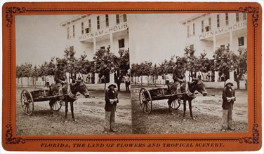 African-American Boy Pulling Man on Donkey Cart Down Street, Florida, USA, Stereo Card, 1885