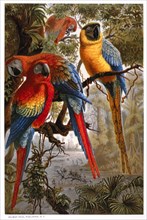 Colorful Parrots, Chromolithograph, 1885