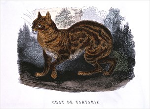 Tartar Cat, "Le Buffon de la Jeunesse", Pierre Blanchard, Hand-Colored Engraving, 1824