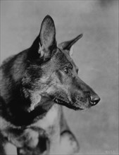 Rin-Tin-Tin (1918-1932), Male German Shepherd Canine Film Star, Portrait
