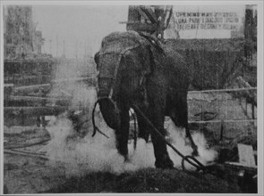 Electrocuting an Elephant, Luna Park, Coney Island, NY, USA, Filmed by Thomas Edison, 1903