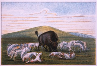 Wounded Buffalo Bull Surrounded by White Wolves, George Catlin, Colored Drawing, 1832–33