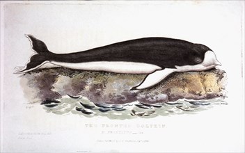 Fronted Dolphin, Hand-Colored Engraving from Original by Baron Cuvier, 1826