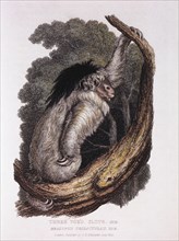 Three-Toed Sloth, Bradypus Tridactylus, Hand-Colored Engraving from Original by Baron Cuvier, 1825