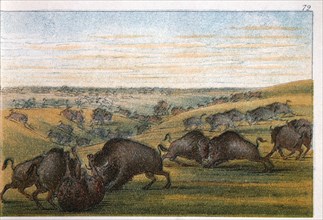 Bison, No. 1 of 10, Colored Drawing, George Catlin, 1832
