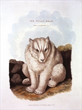 Polar Bear, Ursus Maritimus, Hand-Colored Engraving from Original by Baron Cuvier, 1825