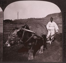 Farmer Plowing Field near Seoul, Korea, Single Image of Stereo Card, circa 1905