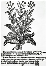 Tobacco Plant, Nicolas Monardes' "News of the New-Found Worlde", Illustration, 1596