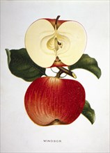 Windsor Apple, Lithograph, 1889