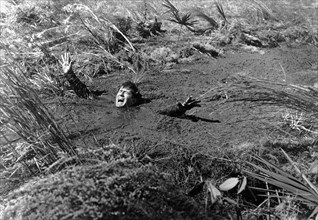 Man Sinking in Quicksand on-set of the Film, "Two Thousand Maniacs!", 1964