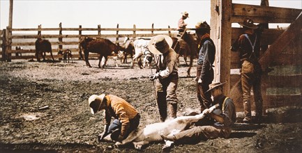 Group of Cowboys Branding Calves, Colorado, USA, circa 1900