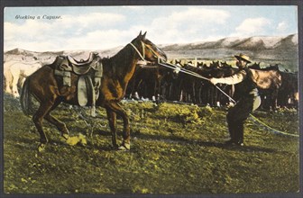 Cowboy Breaking a Horse, "Working a Cayuse", Hand-Colored Photograph, circa 1925