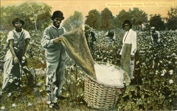 Group of African-American Cotton Pickers in Field, Portrait, near Suffolk, Virginia, USA, Hand-Colored Postcard, circa 1910