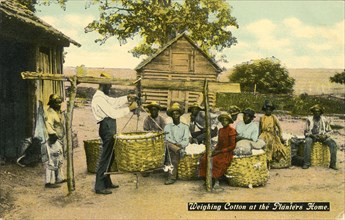 Weighing Cotton at the Planter's Home, USA, Hand-Colored Postcard, circa 1910