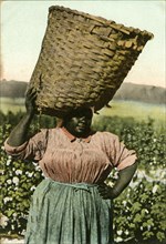 African-American Female Cotton Picker in Field with Basket on Head, "No. 30 A Cotton Picker", USA, Hand-Colored Postcard, circa 1910
