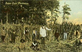 Group of African-American Men and Boys on Sugar Cane Plantation, Portrait, USA, Hand-Colored Postcard, circa 1910