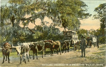 African-American Man with Ox-Drawn Wagons on Orange Plantation, Florida, USA, "Hauling Oranges in a Primitive Way - Florida", Hand-Colored Postcard, circa 1910