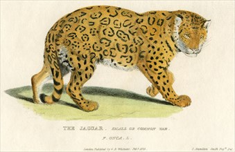 The Jaguar, Small or Common Variety, Hand-Colored Engraving, 1825