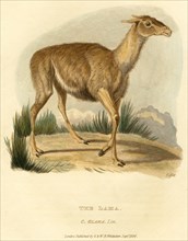 The Lama (Llama), Hand-Colored Engraving, 1824