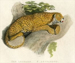 Leopard, Hand-Colored Engraving, 1818