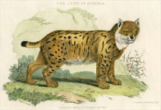 Lynx of Siberia, Hand-Colored Engraving, 1825