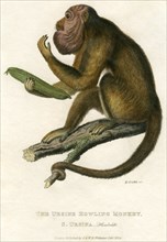 Ursine Howling Monkey, Hand-Colored Engraving, 1824