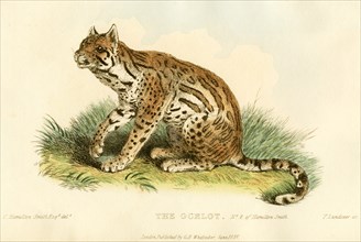 The Ocelot, Hand-Colored Engraving, 1825