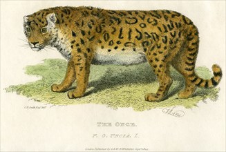 The Once, Hand-Colored Engraving, 1824