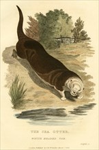 The Sea Otter, White Headed Variety, Hand-Colored Engraving, 1827
