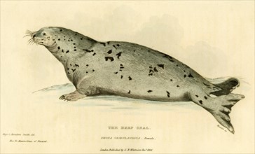 The Harp Seal, Female, Hand-Colored Engraving, 1825