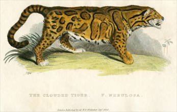 The Clouded Tiger, F. Nebulosa, Hand-Colored Engraving, 1825