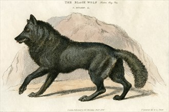The Black Wolf, Hudson Bay Variety, Hand-Colored Engraving, 1825