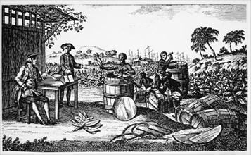 Tobacco Being Exported from Jamestown, Virginia, Engraving, 1620