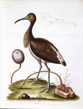 "The Lesser Ibis, and the Animal Plant, or Polype, both from the West Indies", Drawing by George Edwards, 1760