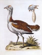Unidentified Bird, by George Edwards, Hand-Colored Engraving, 1746